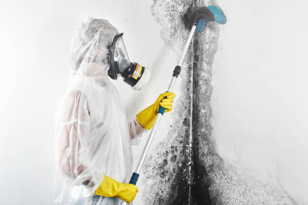 Best Asbestos and Lead Testing During Mold Inspection  in Calvert City, KY