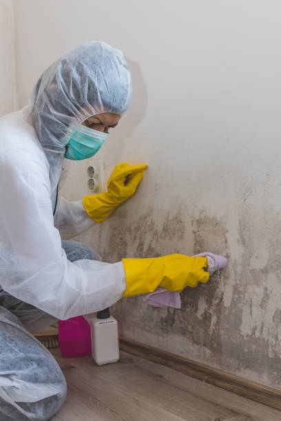 Best Black Mold Removal  in Calvert City, KY