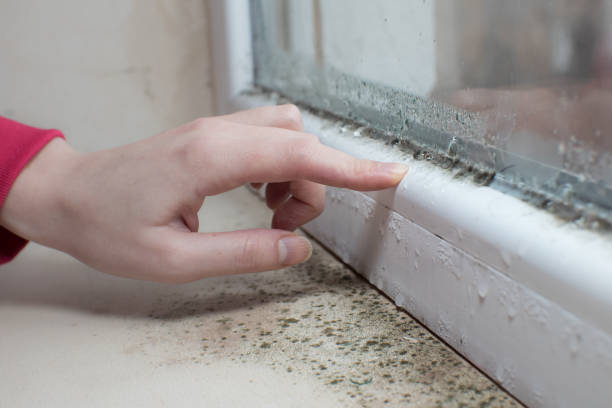 Mold Odor Removal Services in Calvert City, KY